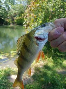 European Perch