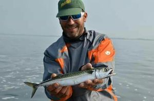 Mackerel
