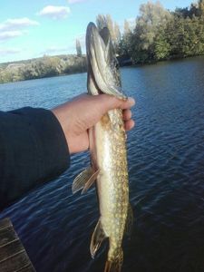 Chain Pickerel