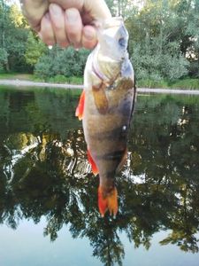 European Perch