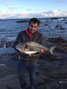 Gilthead Seabream