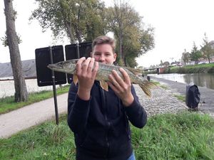 Northern Pike