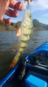 European Perch