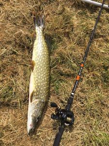 Northern Pike
