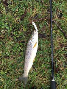 Brown Trout