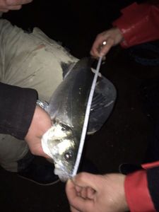 European Bass (Seabass)