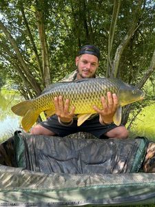 Common Carp
