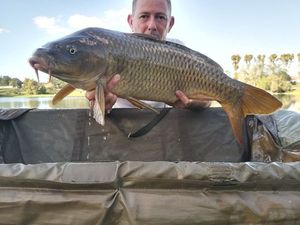 Common Carp