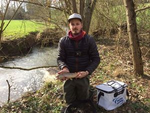 Brown Trout