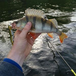 European Perch