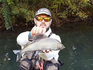 Grayling