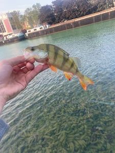 European Perch