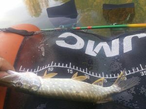 Northern Pike