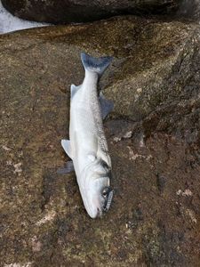 European Bass (Seabass)