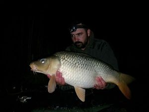 Common Carp