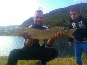 Northern Pike