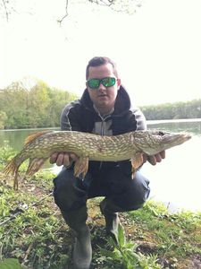 Chain Pickerel