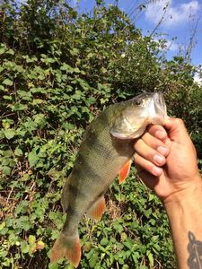 European Perch