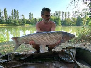 Grass Carp