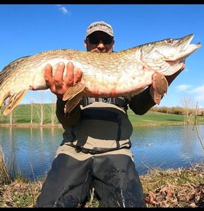 Northern Pike