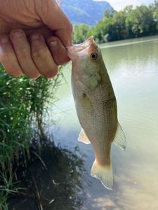 Largemouth Bass