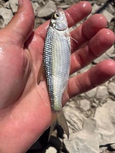 Common Dace