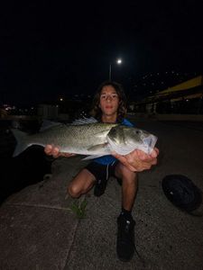 European Bass (Seabass)
