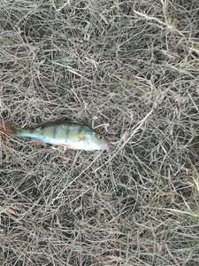 European Perch