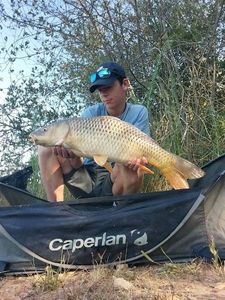 Common Carp