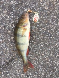 European Perch