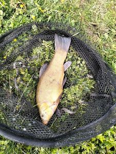 Tench