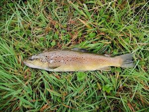 Brown Trout