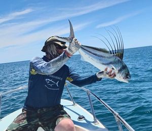 Roosterfish