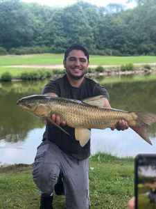 Grass Carp