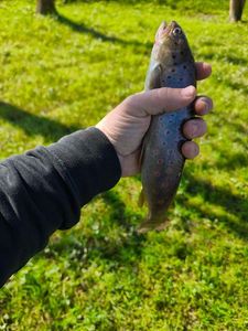 Rainbow Trout
