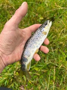 Brown Trout