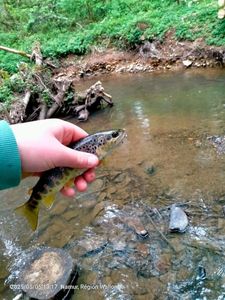 Brown Trout
