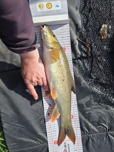 Barbel