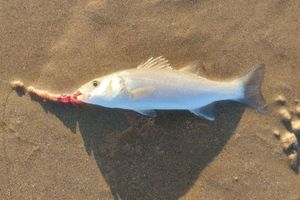 European Bass (Seabass)