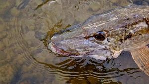 Northern Pike