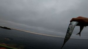Garfish