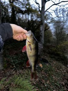 European Perch