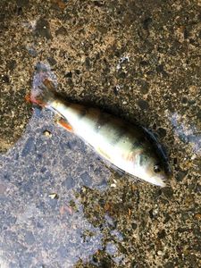 European Perch