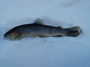 Brown Trout