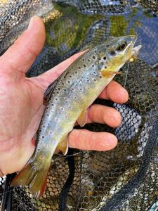Brown Trout