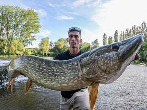 Northern Pike