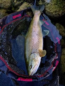 Brown Trout