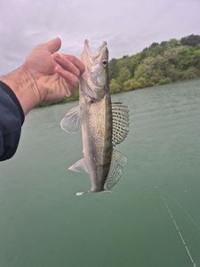 Zander