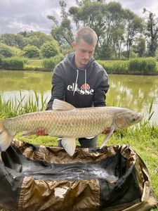 Grass Carp