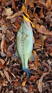 Largemouth Bass